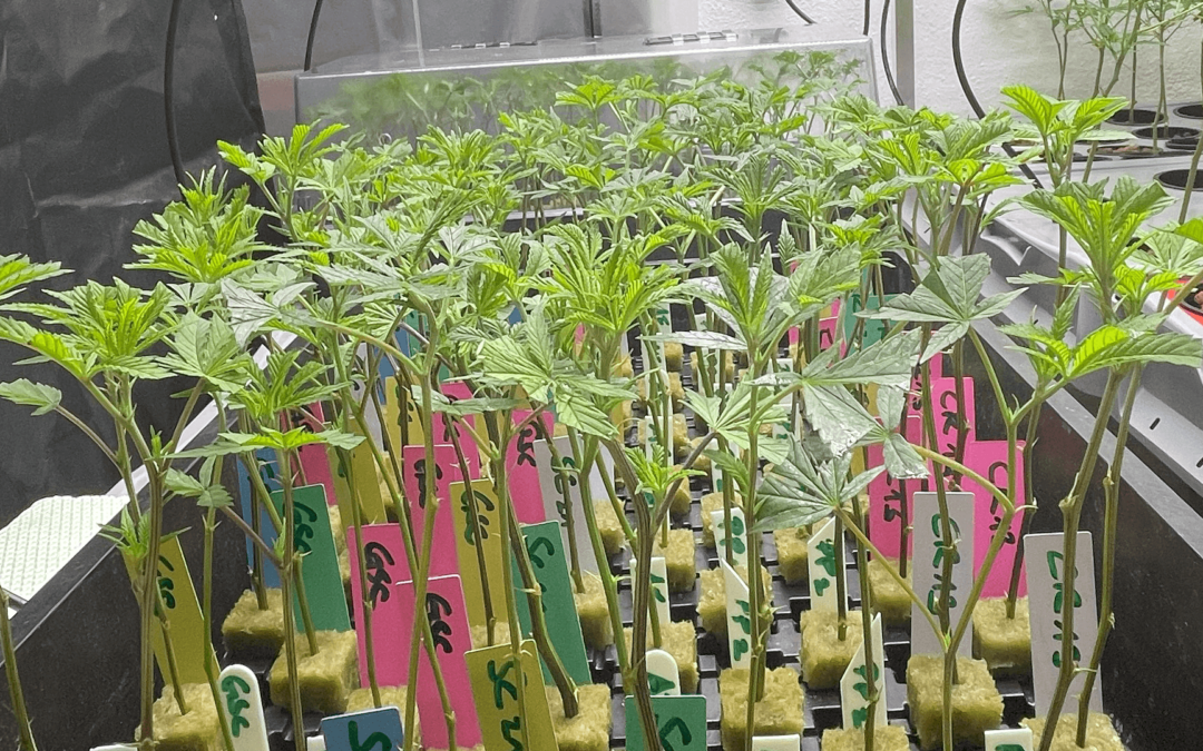 Blog 4: Phenohunting – Der Schlüssel zur besten Cannabis-Genetik