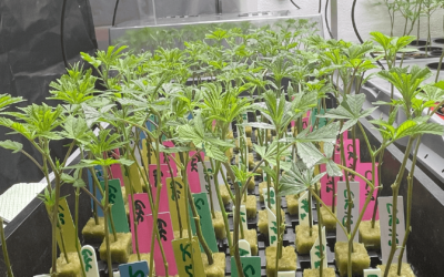 Blog 4: Phenohunting – Der Schlüssel zur besten Cannabis-Genetik