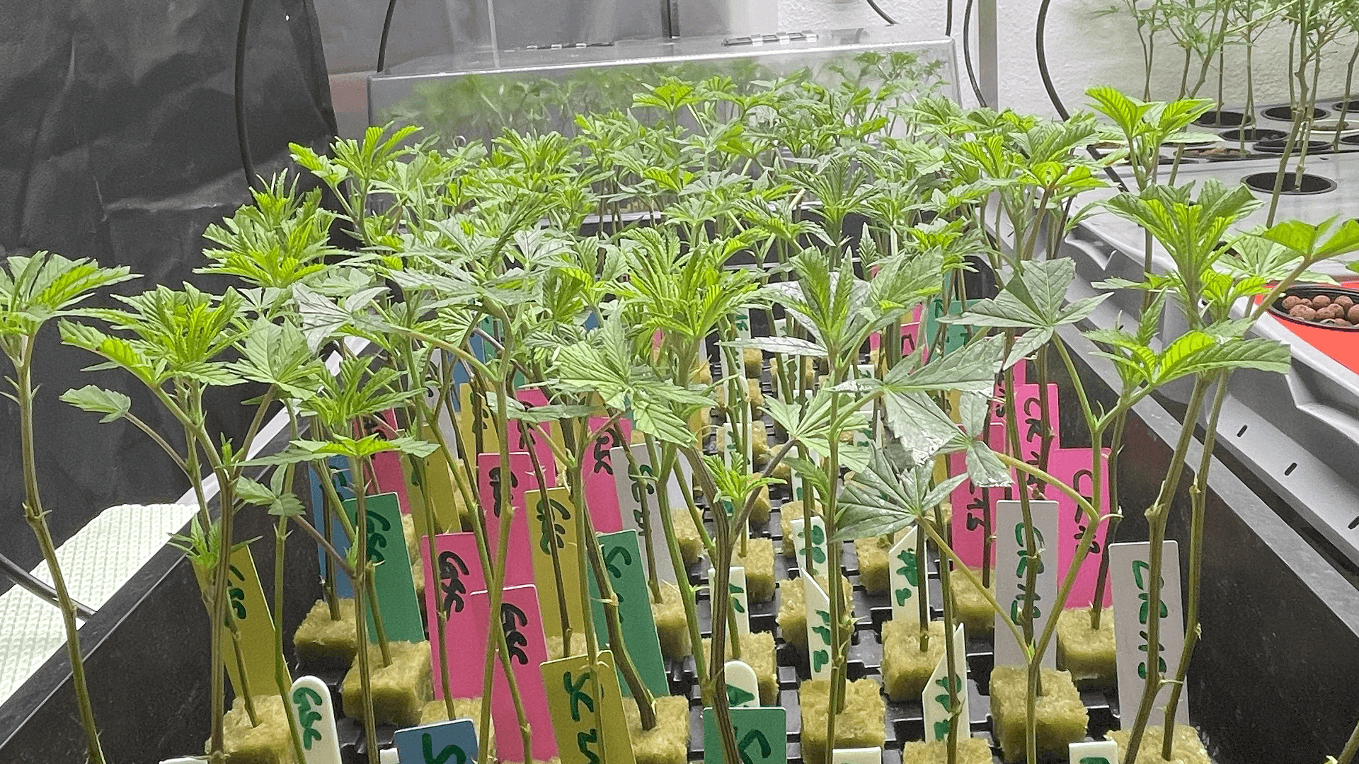 Phenohunting-Cannabis-Genet