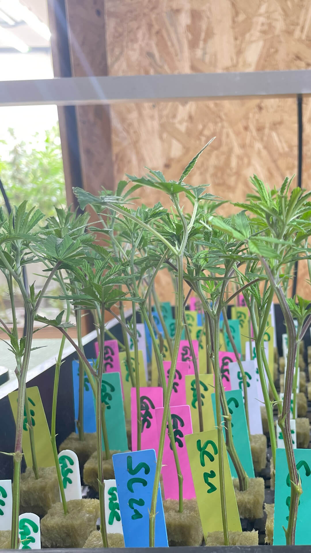 Phenohunting-Cannabis-Genetetik2
