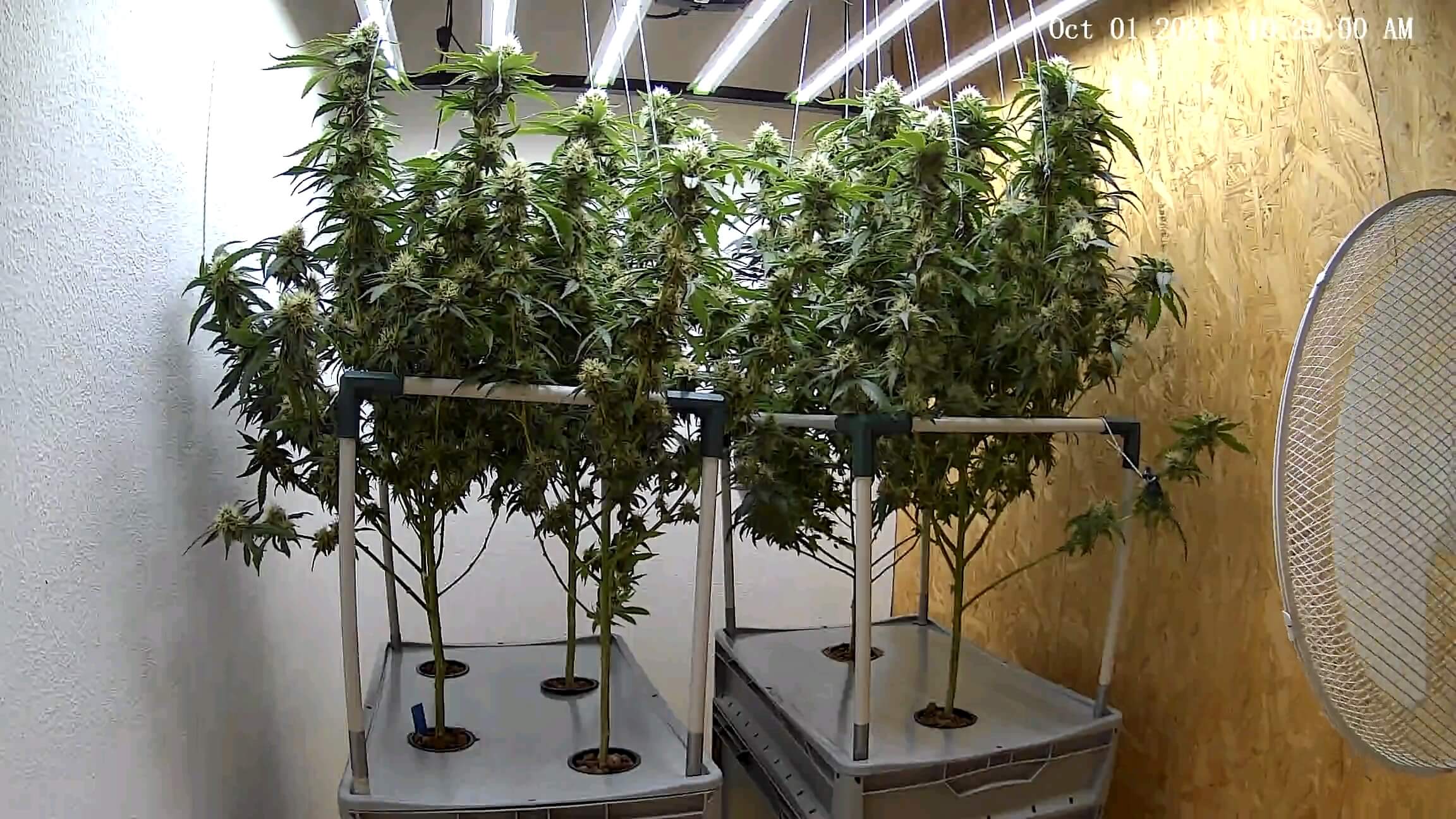 Cannabis Grow-Room mit Aironix Systemen