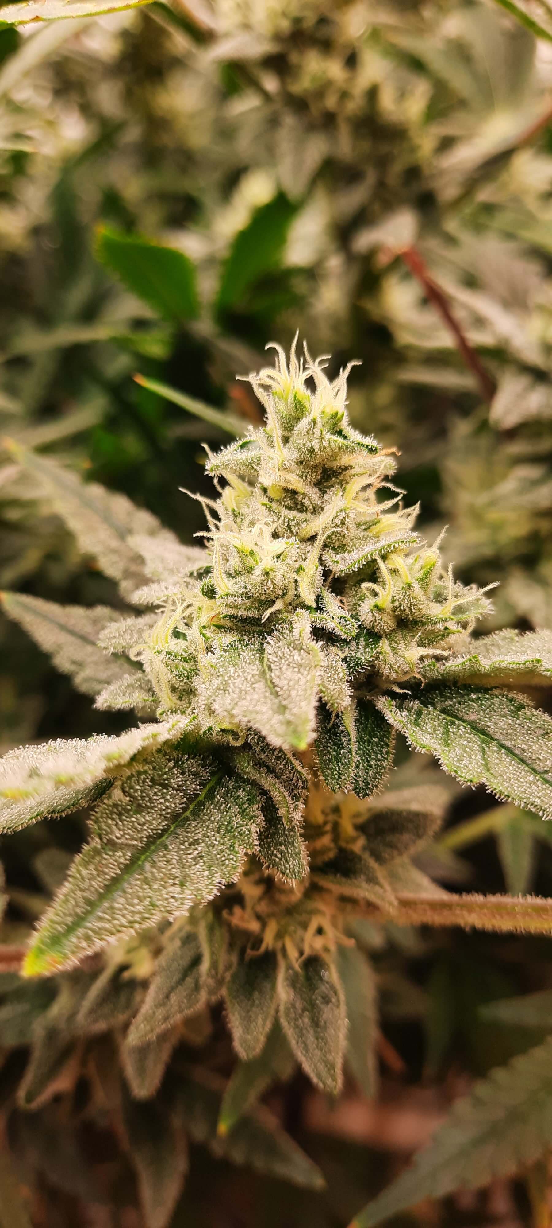 Cannabis Blüte Close-up