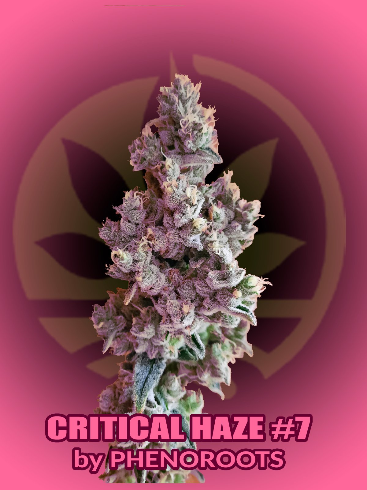 Critical Haze #7 by Phenoroots
