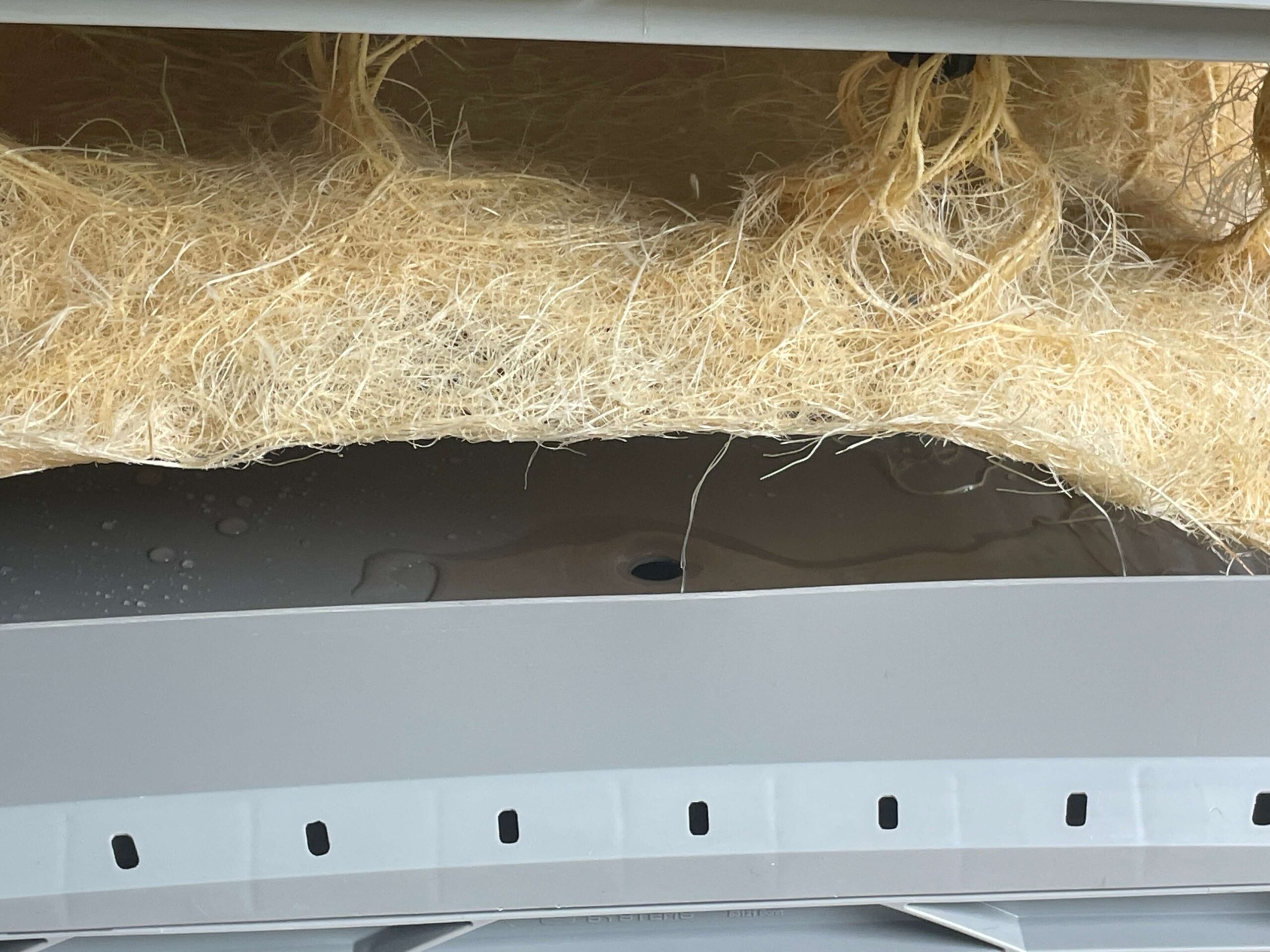 Aironix Wurzeldetail