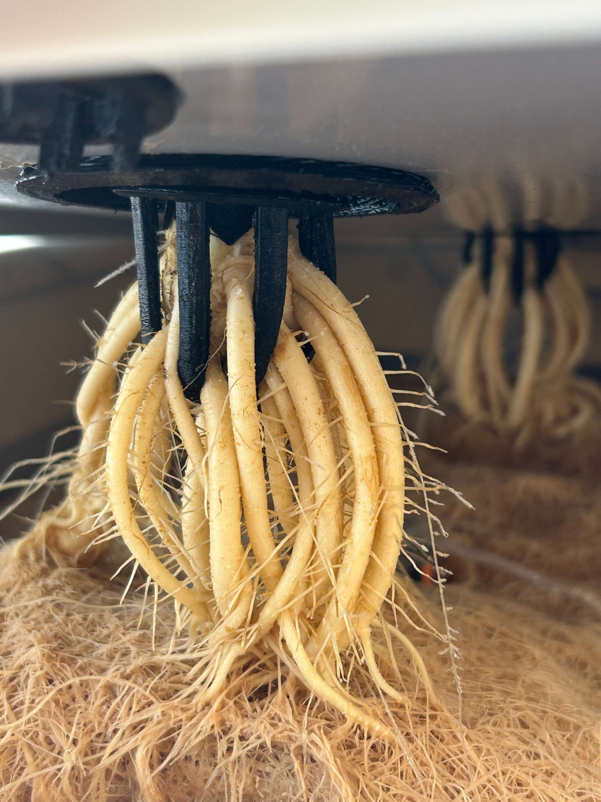 Wurzelentwicklung im Aironix – freihängende Wurzeln