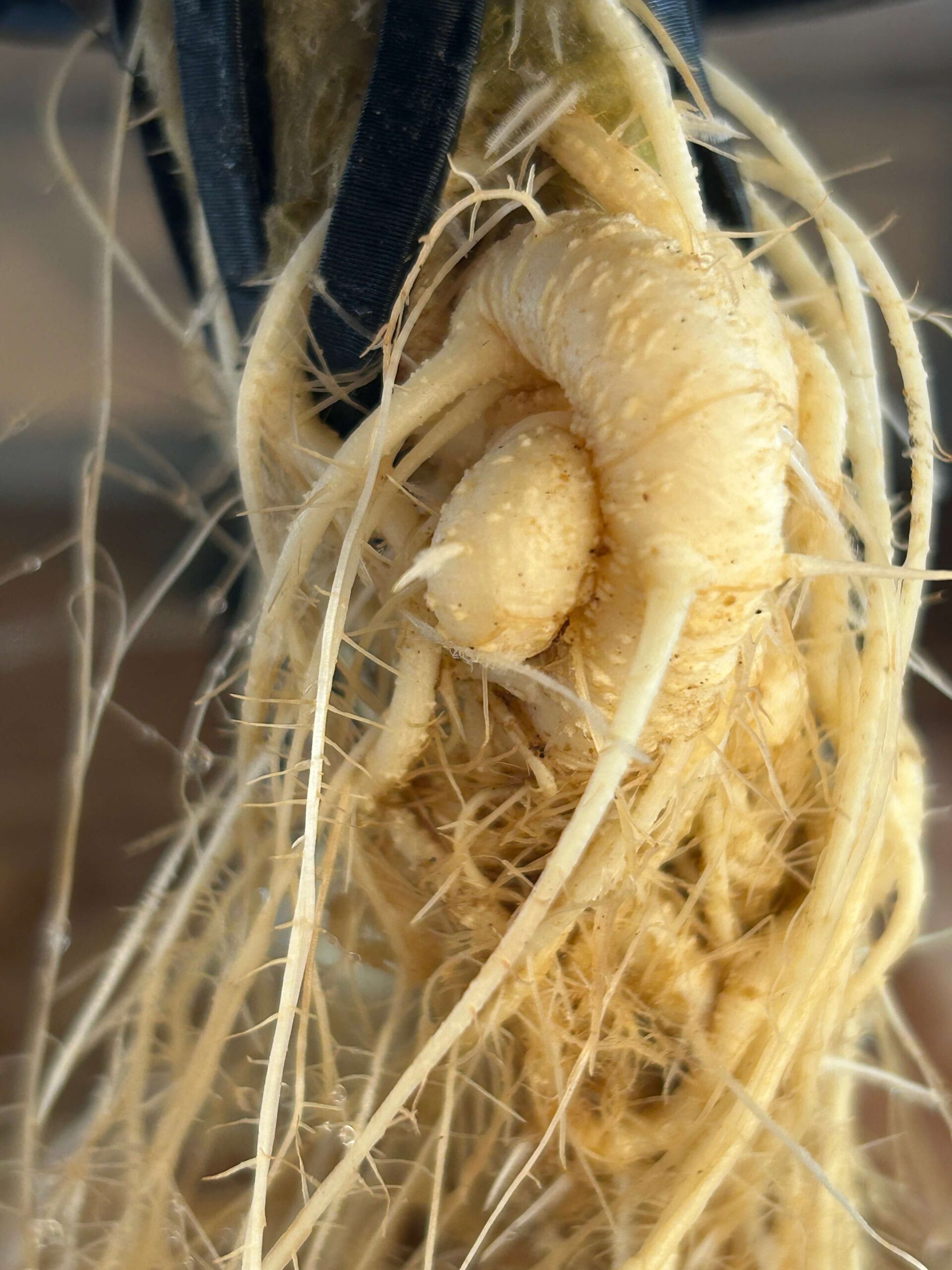 Wurzeln Nahaufnahme – Aironix LPS